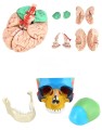 Model-anatomiczny-czaszki-kolorowej-i-mozgu-1-1-3-czesciowa-czaszka-i-8-czesciowy-mozg-z-numeracja-naturalnej-wielkosci-do-nauki-anatomii-i-fizjologii 5.jpg