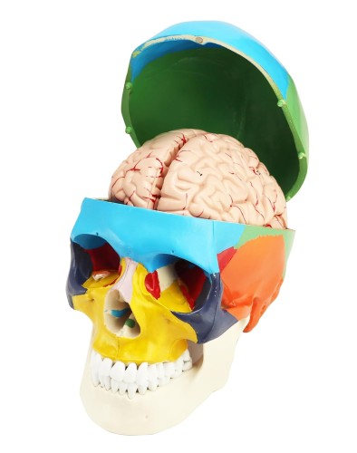 Model-anatomiczny-czaszki-kolorowej-i-mozgu-1-1-3-czesciowa-czaszka-i-8-czesciowy-mozg-z-numeracja-naturalnej-wielkosci-do-nauki-anatomii-i-fizjologii 6.jpg