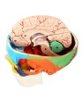 Model-anatomiczny-czaszki-kolorowej-i-mozgu-1-1-3-czesciowa-czaszka-i-8-czesciowy-mozg-z-numeracja-naturalnej-wielkosci-do-nauki-anatomii-i-fizjologii 4.jpg