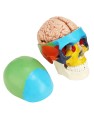 Model-anatomiczny-czaszki-kolorowej-i-mozgu-1-1-3-czesciowa-czaszka-i-8-czesciowy-mozg-z-numeracja-naturalnej-wielkosci-do-nauki-anatomii-i-fizjologii.jpg