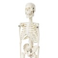 Szkielet ludzki model anatomiczny 45 cm 4.jpg