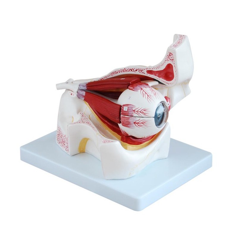 Model oka z nerwami oraz mięśniami