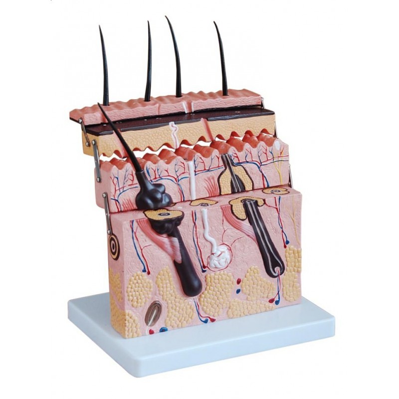 Model skóry człowieka w powiększeniu